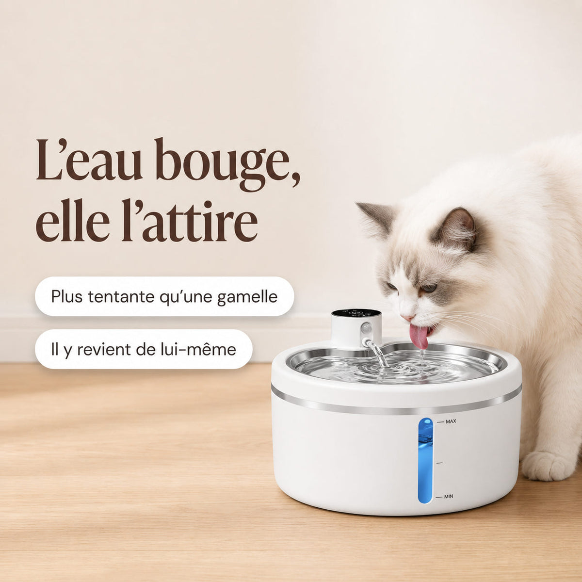 Chat ragdoll buvant au jet d'une fontaine à eau sans fil posée sur un parquet clair