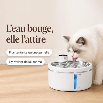 Chat ragdoll buvant au jet d'une fontaine à eau sans fil posée sur un parquet clair