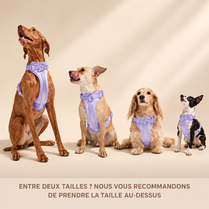 Set Promenade — visuel 1
