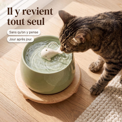 Il y revient tout seul : chat buvant à la fontaine Le Socle, vue en plongée