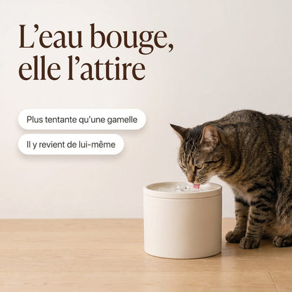 L'eau bouge, elle l'attire : chat buvant à la fontaine La Ronde