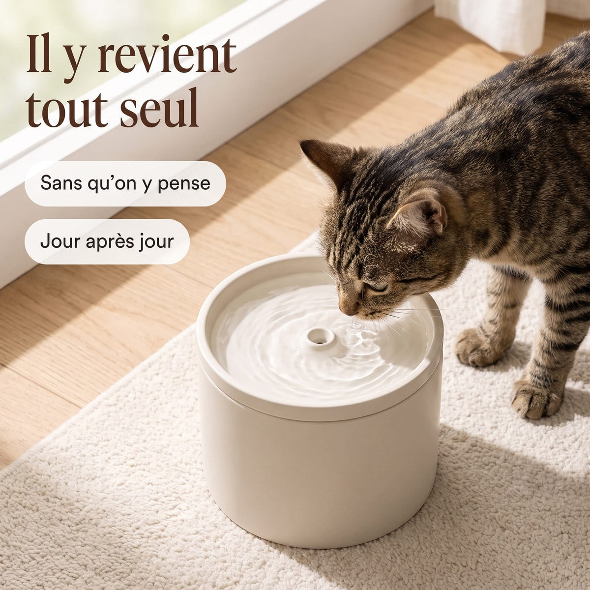Il y revient tout seul : chat buvant à la fontaine La Ronde, vue en plongée