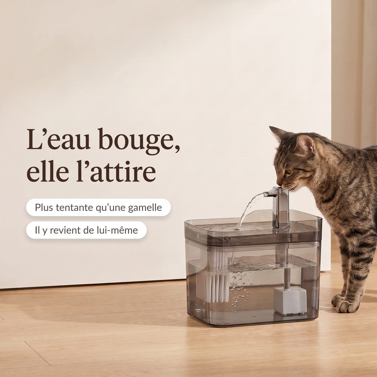 L'eau bouge, elle l'attire : chat buvant à la fontaine La Claire