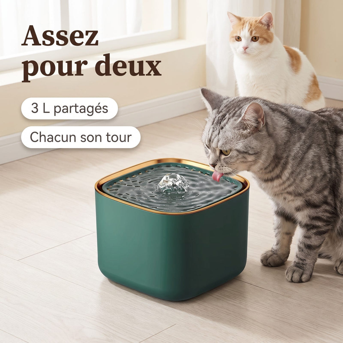 Deux chats partageant la fontaine à eau 3 L dans un appartement lumineux